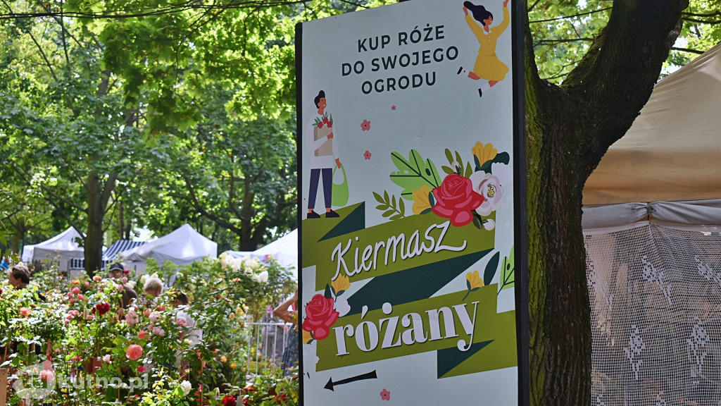 Święto Róży 2023 - wystawa w KDK i plenerowe targi