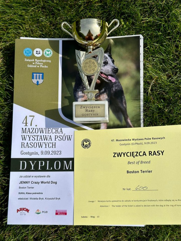 Psy z Kutna na Wystawie w Gostyninie