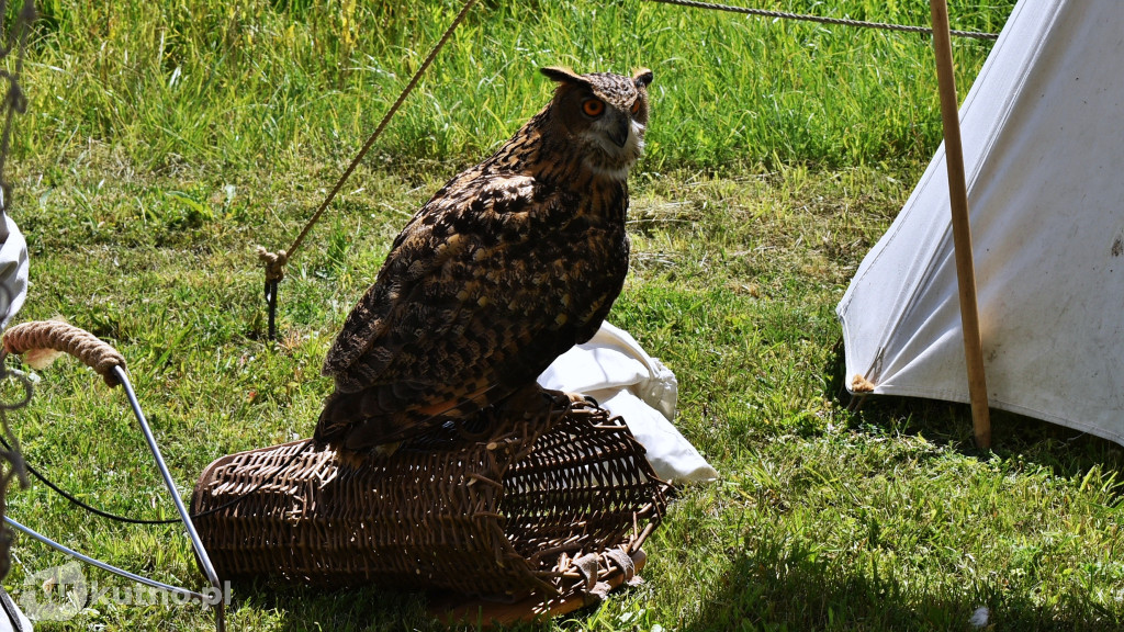 I Festiwal Historyczny w Tumie