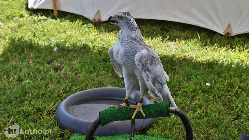 I Festiwal Historyczny w Tumie