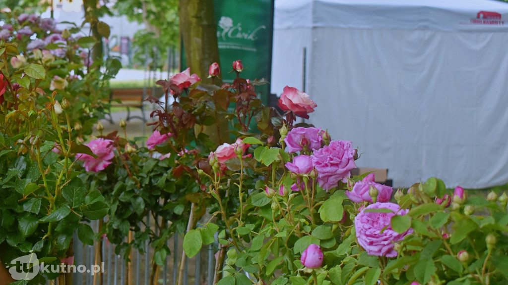 Piknik Wśród Róż Kutno 2025