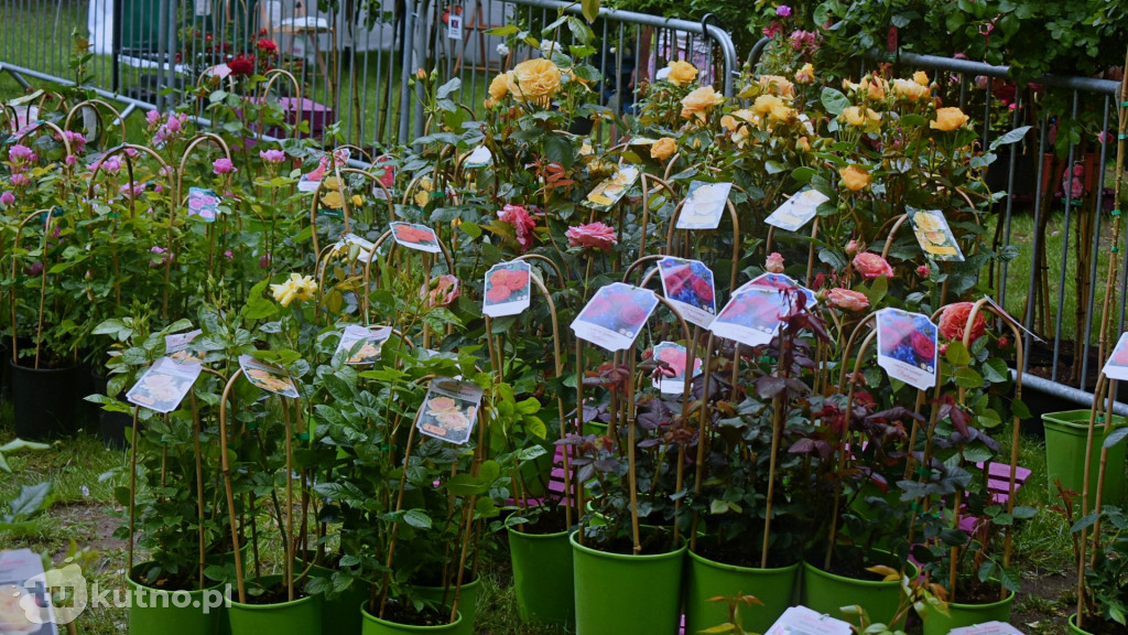 Piknik Wśród Róż Kutno 2025