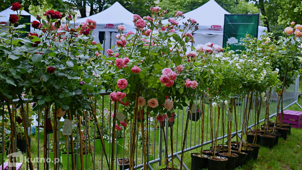 Piknik Wśród Róż Kutno 2025