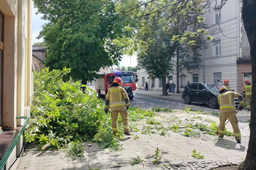 Zawalone drzewo na Sienkiewicza