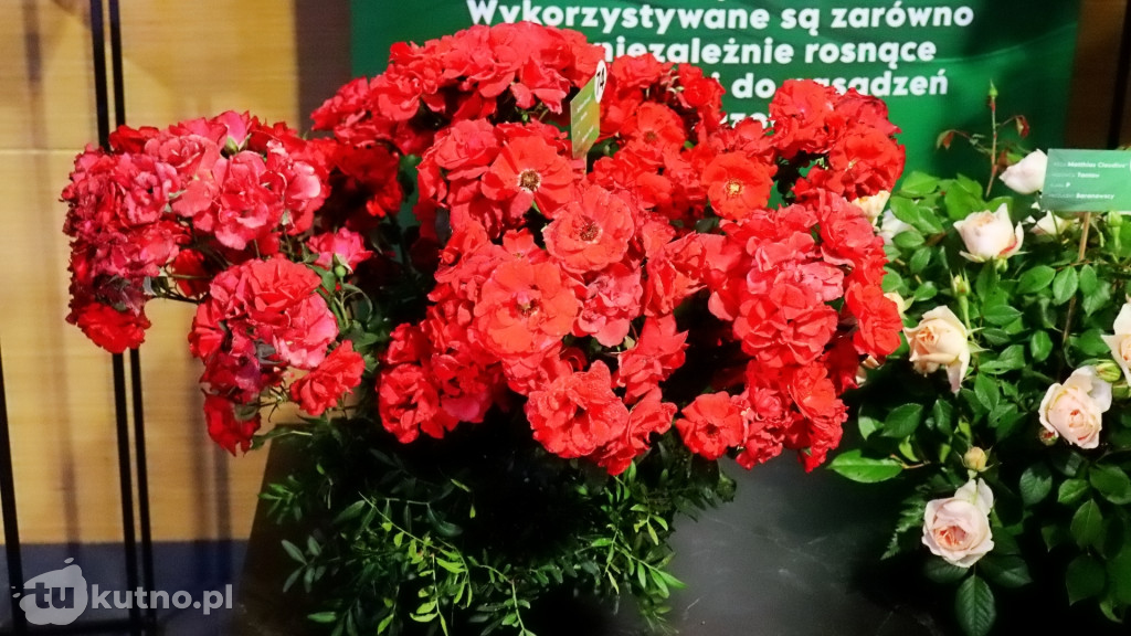 Ogólnopolska Wystawa Róż