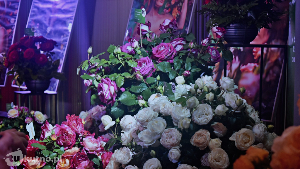 II dzień 51. Święta Róży