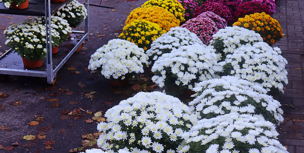 Znicze i kwiaty na Wszystkich Świętych