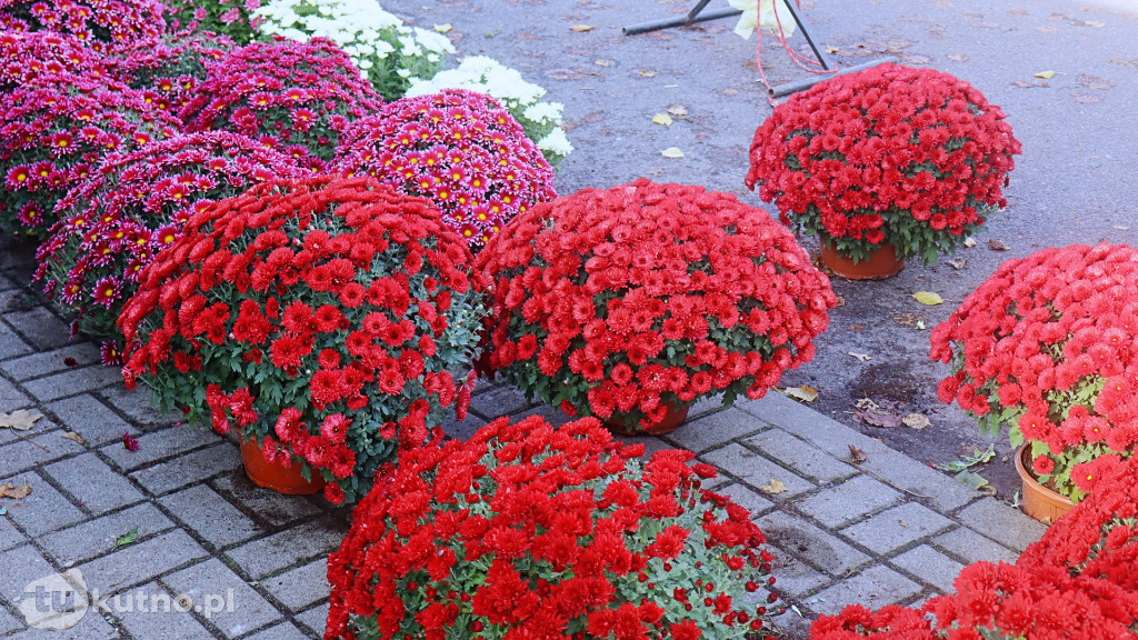 Znicze i kwiaty na Wszystkich Świętych