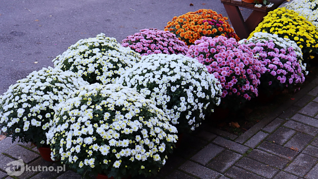 Znicze i kwiaty na Wszystkich Świętych