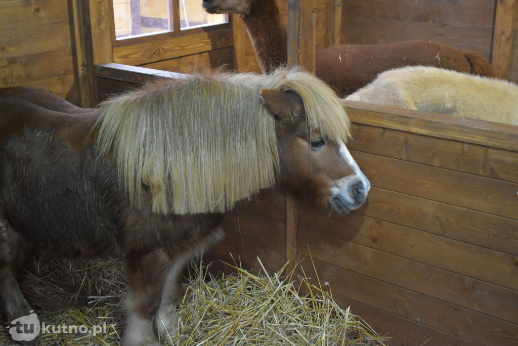 Wigilia Miejska w Kutnie