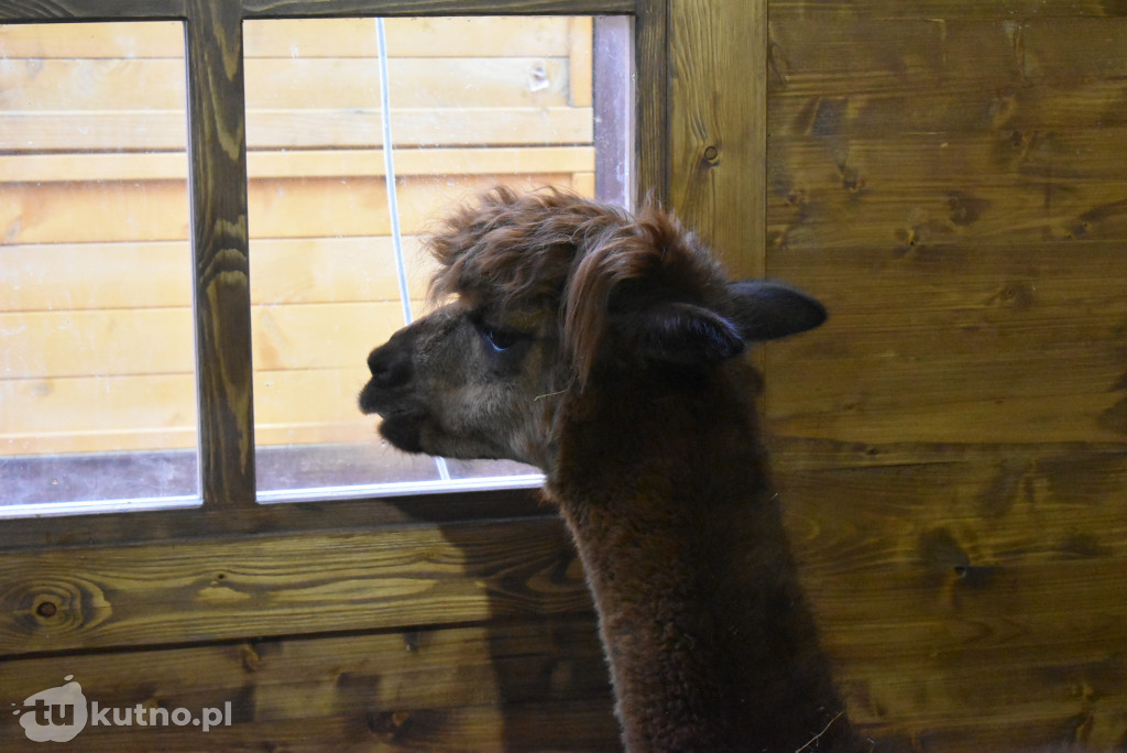 Wigilia Miejska w Kutnie