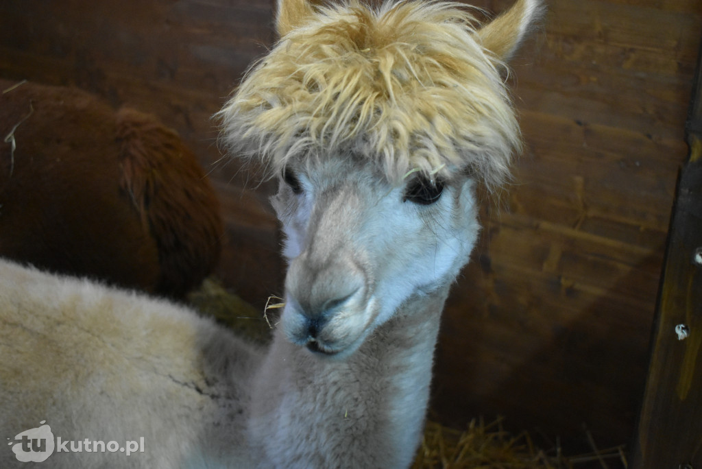 Wigilia Miejska w Kutnie