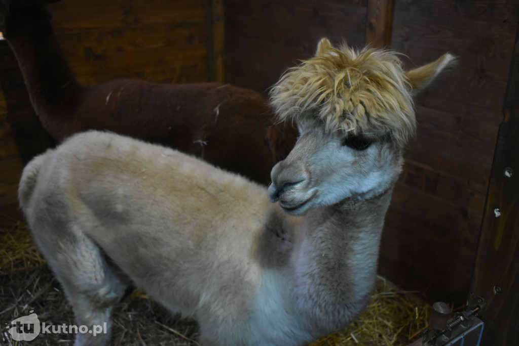 Wigilia Miejska w Kutnie