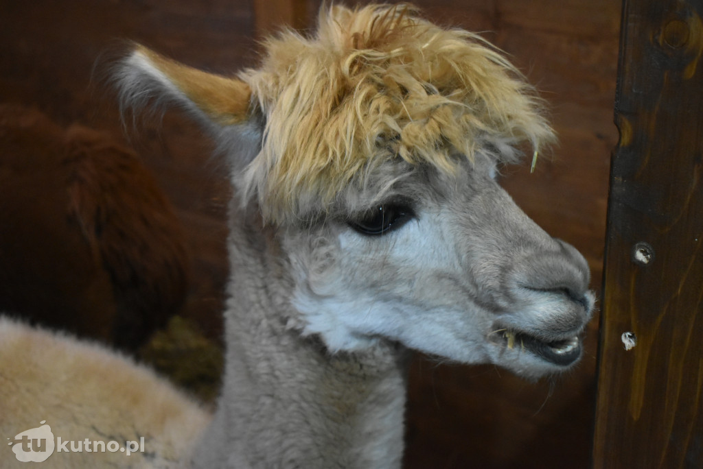 Wigilia Miejska w Kutnie