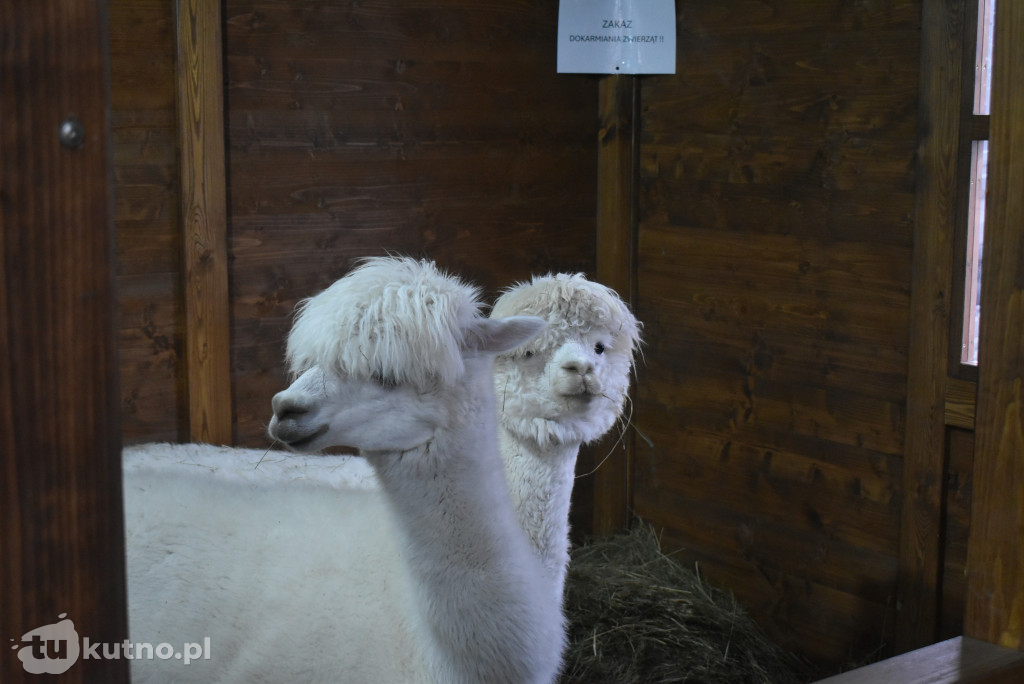 Wigilia Miejska w Kutnie
