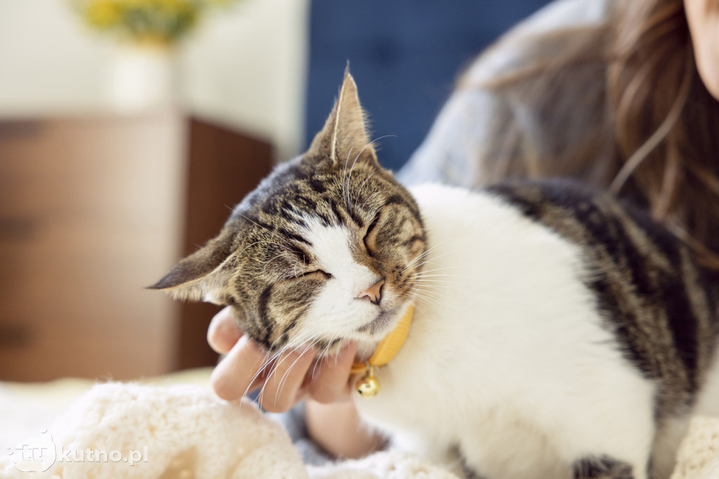 Dzień Kota: 5 faktów o kotach, które mogą Cię zaskoczyć