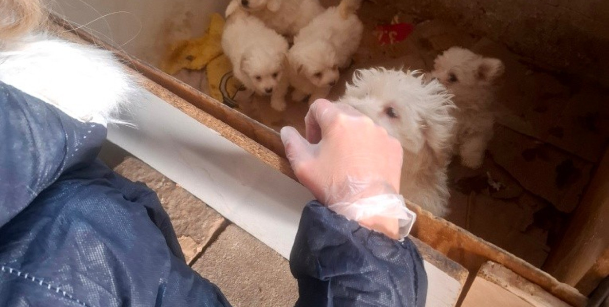 Dramat 44 małych psów i 3 kotów. Prokuratura aresztuje 52-latkę