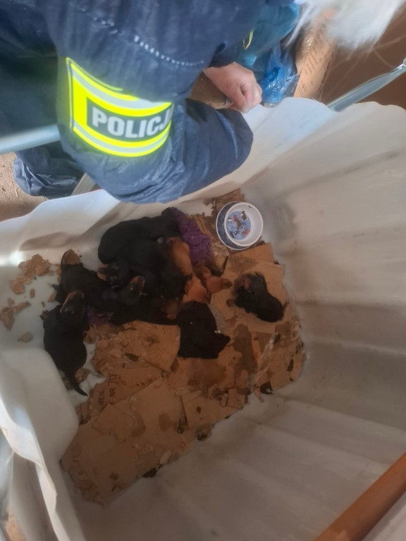 Dramat 44 małych psów i 3 kotów. Prokuratura aresztuje 52-latkę