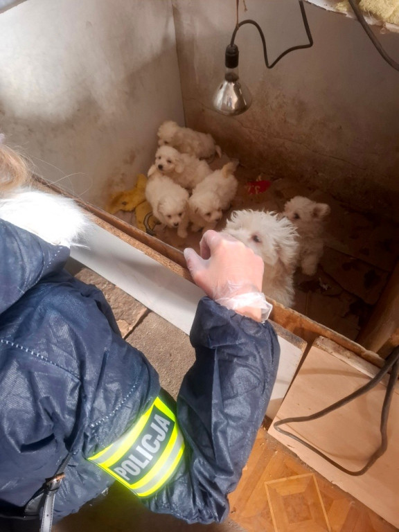 Dramat 44 małych psów i 3 kotów. Prokuratura aresztuje 52-latkę