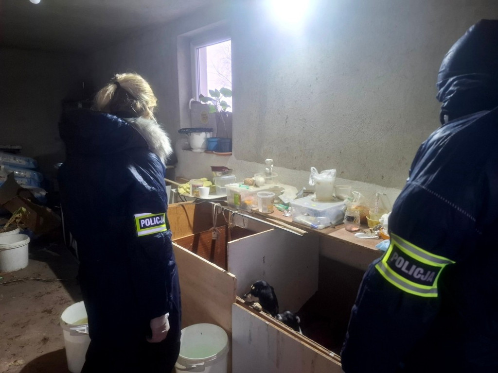 Dramat 44 małych psów i 3 kotów. Prokuratura aresztuje 52-latkę