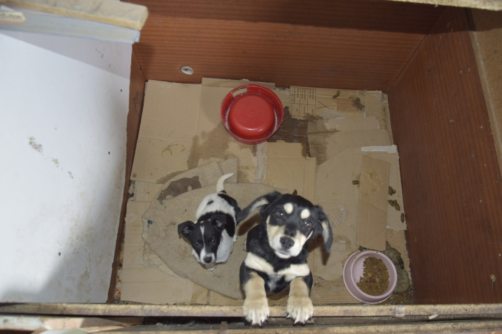 Dramat 44 małych psów i 3 kotów. Prokuratura aresztuje 52-latkę