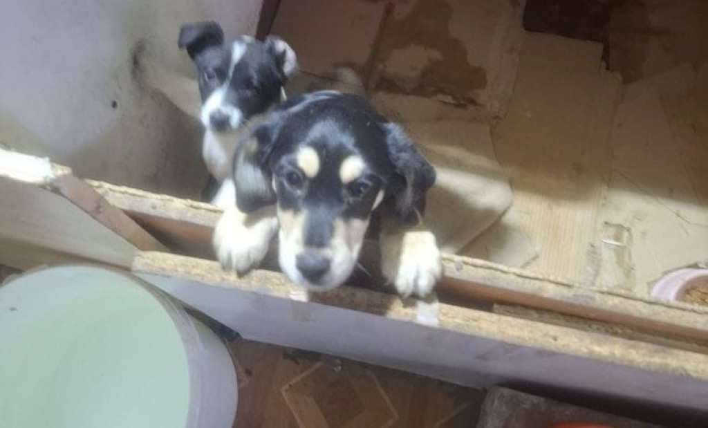 Dramat 44 małych psów i 3 kotów. Prokuratura aresztuje 52-latkę