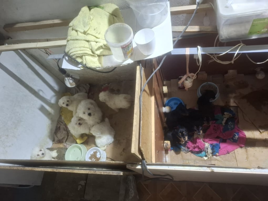 Dramat 44 małych psów i 3 kotów. Prokuratura aresztuje 52-latkę