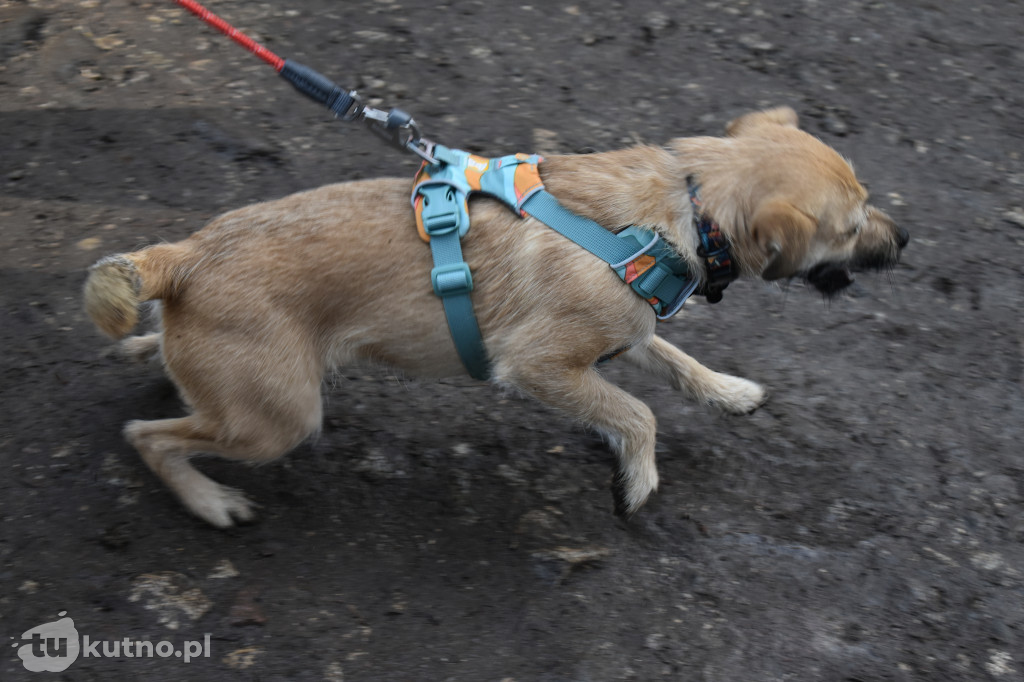 Kutno: Bieg Tropem Wilczym i hołd dla Wyklętych