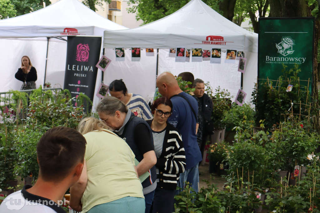 Drugi dzień Pikniku wśród róż w Kutnie
