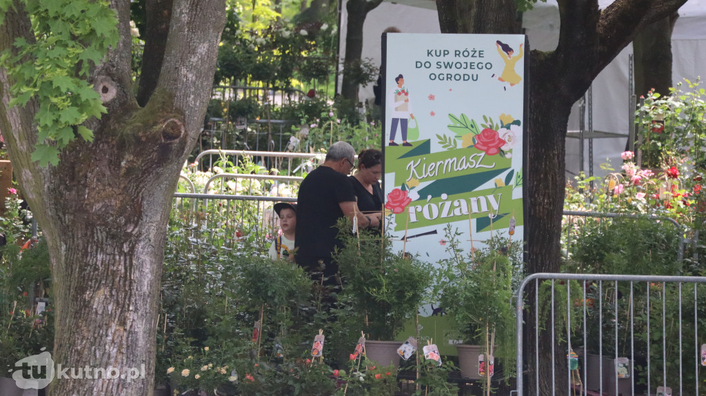 Drugi dzień Pikniku wśród róż w Kutnie