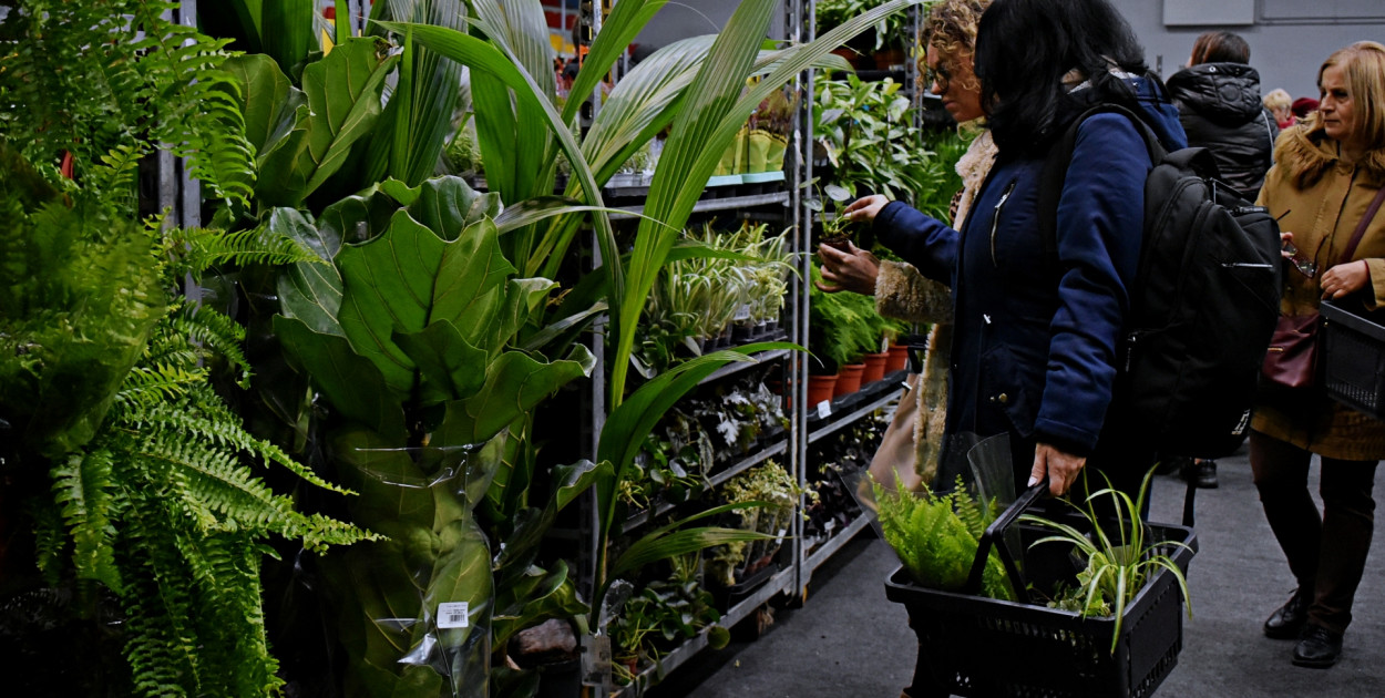 Wielki market roślin w atrakcyjnych cenach już czeka w Kutnie [ZDJĘCIA]