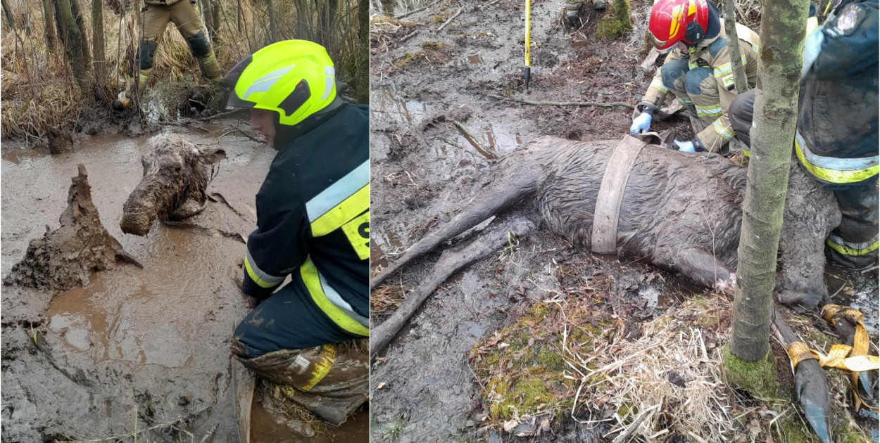 Niecodzienna akcja strażaków, łoś uwięziony w bagnie uratowany [ZDJĘCIA]
