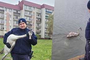 Nietypowa interwencja policji - pomogli łabędziowi-1079