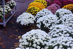 Znicze i kwiaty na Wszystkich Świętych-1585