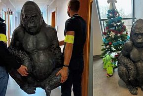 Najdziwniejsza kradzież miesiąca? Z lokalu "porwano" goryla [VIDEO]-16089