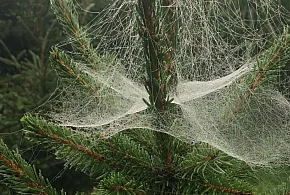 Kupujesz żywą choinkę na święta? Ten szczegół łatwo przeoczyć-16278