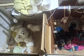 Dramat 44 małych psów i 3 kotów. Prokuratura aresztuje 52-latkę