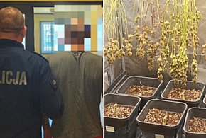 Kutno: 30-latek wpadł z plantacją marihuany. W mieszkaniu 160 gramów narkotyków