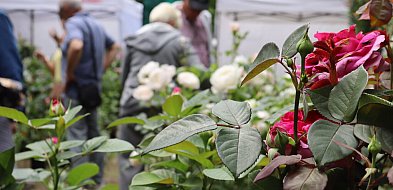 Piknik wśród róż w Kutnie: Eksperci radzą, jak dbać o królową ogrodów