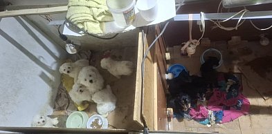 Dramat 44 małych psów i 3 kotów. Prokuratura aresztuje 52-latkę