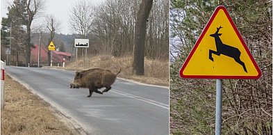 Robi się coraz cieplej, zwierzęta wychodzą na drogi. Policja apeluje