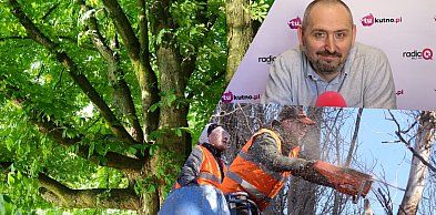 Kasztanowce w pobliżu Ochnii zostaną usunięte