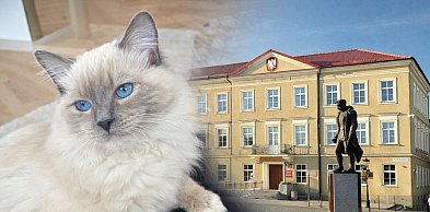 50% dopłaty do zabiegów dla psów i kotów. Start programu już 25 marca