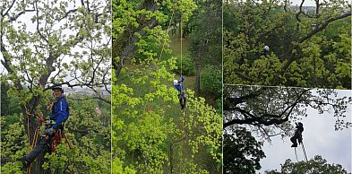 Ratunek dla kutnowskich pomników przyrody: Specjalistyczna pielęgnacja drzew