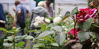Piknik wśród róż w Kutnie: Eksperci radzą, jak dbać o królową ogrodów