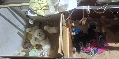 Dramat 44 małych psów i 3 kotów. Prokuratura aresztuje 52-latkę