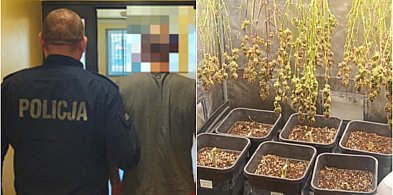 Kutno: 30-latek wpadł z plantacją marihuany. W mieszkaniu 160 gramów narkotyków
