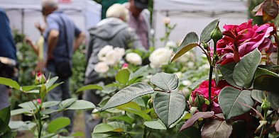 Piknik wśród róż w Kutnie: Eksperci radzą, jak dbać o królową ogrodów