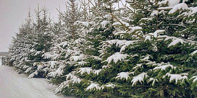 Leśnicy polecają żywe choinki-16149