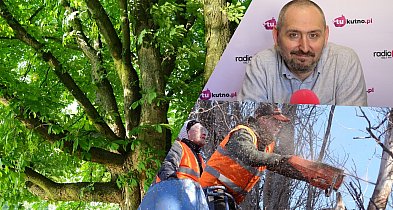 Kasztanowce w pobliżu Ochnii zostaną usunięte